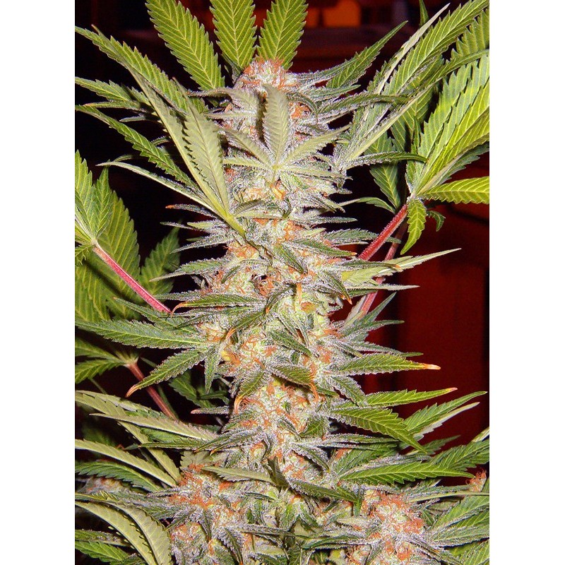 S.A.D. SWEET AFGANI DELICIOUS S1 · Sweet Seeds · semi di canapa · Fem