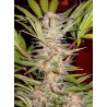 S.A.D. SWEET AFGANI DELICIOUS S1 · Sweet Seeds · kenevir tohum · Disi · Fem