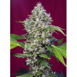 SAN FERNANDO LEMON KUSH ·...