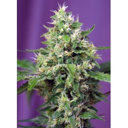 SWEET AMNESIA HAZE XL AUTO...