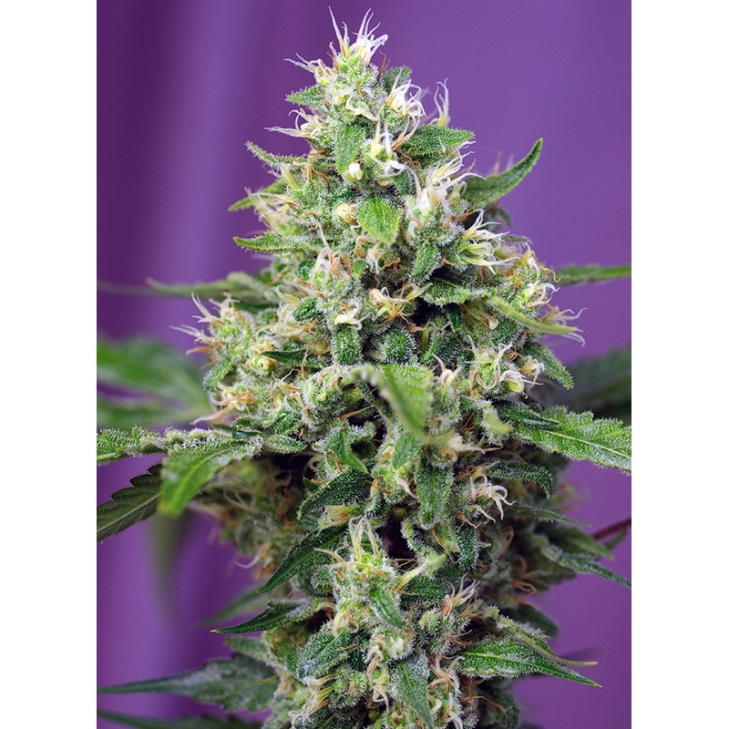 SWEET AMNESIA HAZE XL AUTO · Sweet Seeds · sementes de maconha · AutoFem