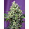 SWEET AMNESIA HAZE XL AUTO · Sweet Seeds · sementes de maconha · AutoFem