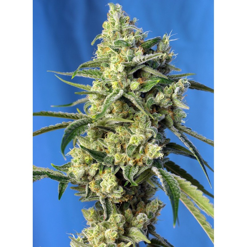 SWEET AMNESIA HAZE · Sweet Seeds · graines de cannabis · Fem