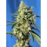 SWEET AMNESIA HAZE · Sweet Seeds · semillas de marihuana · Fem