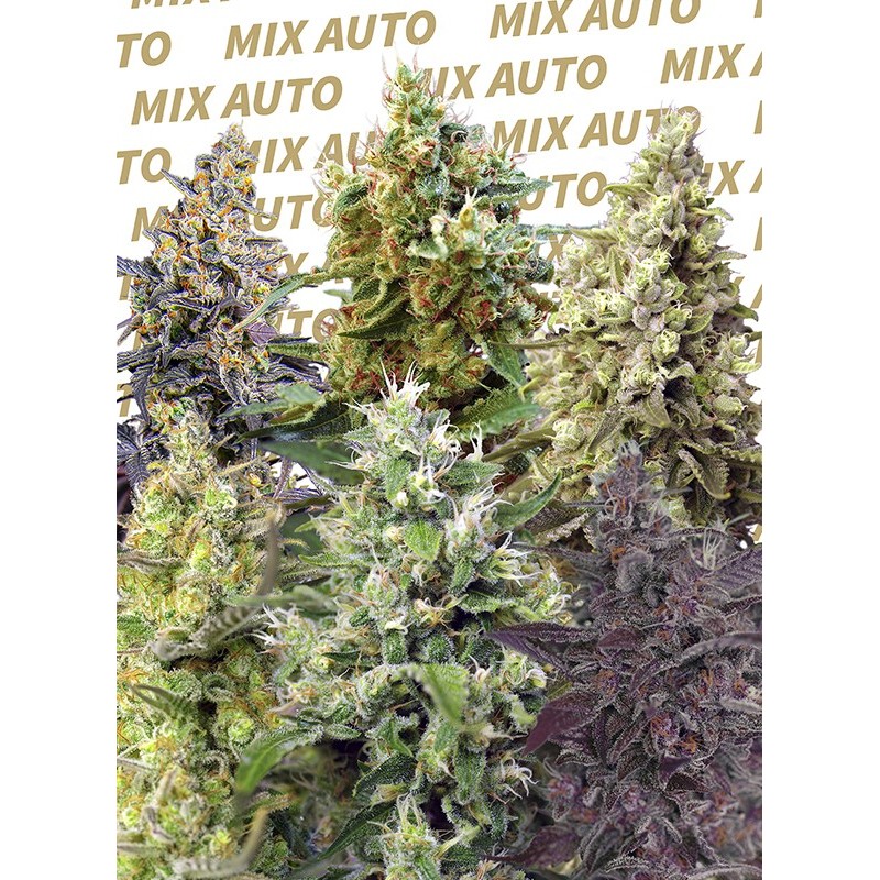 SWEET MIX AUTO · Sweet Seeds · kenevir tohum · AutoFem
