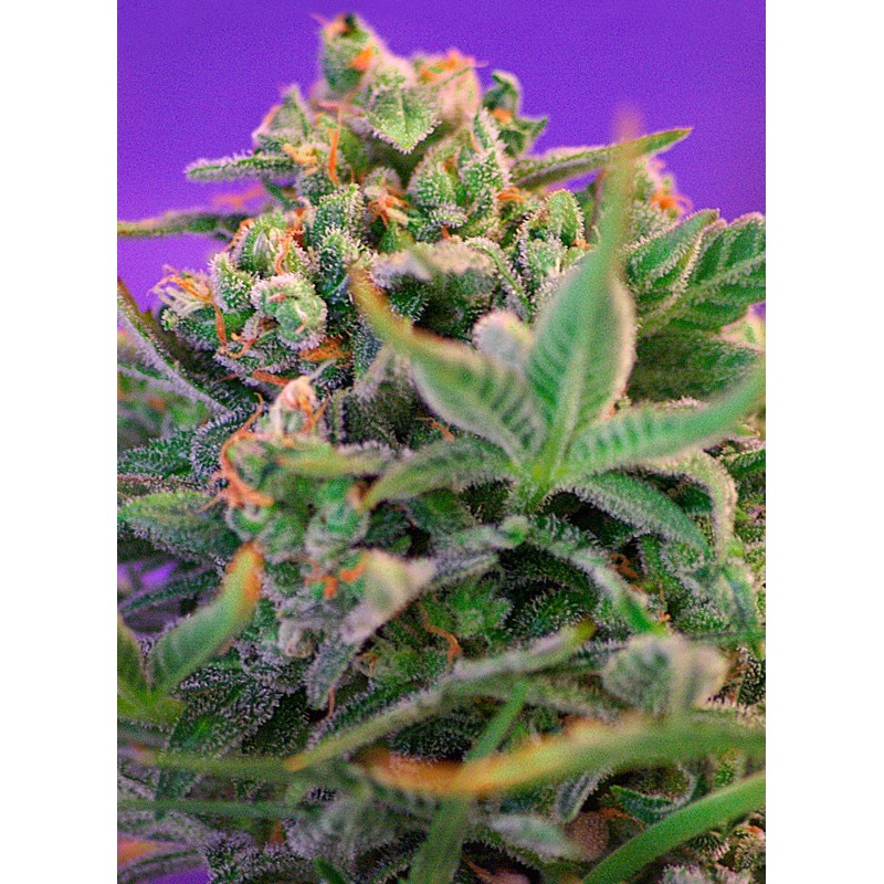 SWEET CHEESE F1 FAST VERSION · Sweet Seeds · sementes de maconha · Fem
