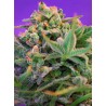 SWEET CHEESE F1 FAST VERSION · Sweet Seeds · sementes de maconha · Fem
