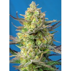 SWEET CHEESE XL AUTO ·...