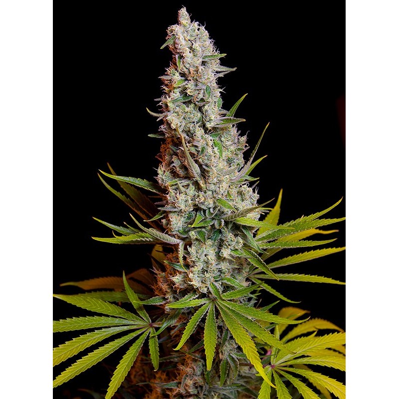 SWEET CHEESE · Sweet Seeds · sementes de maconha · Fem