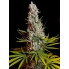SWEET CHEESE · Sweet Seeds · sementes de maconha · Fem