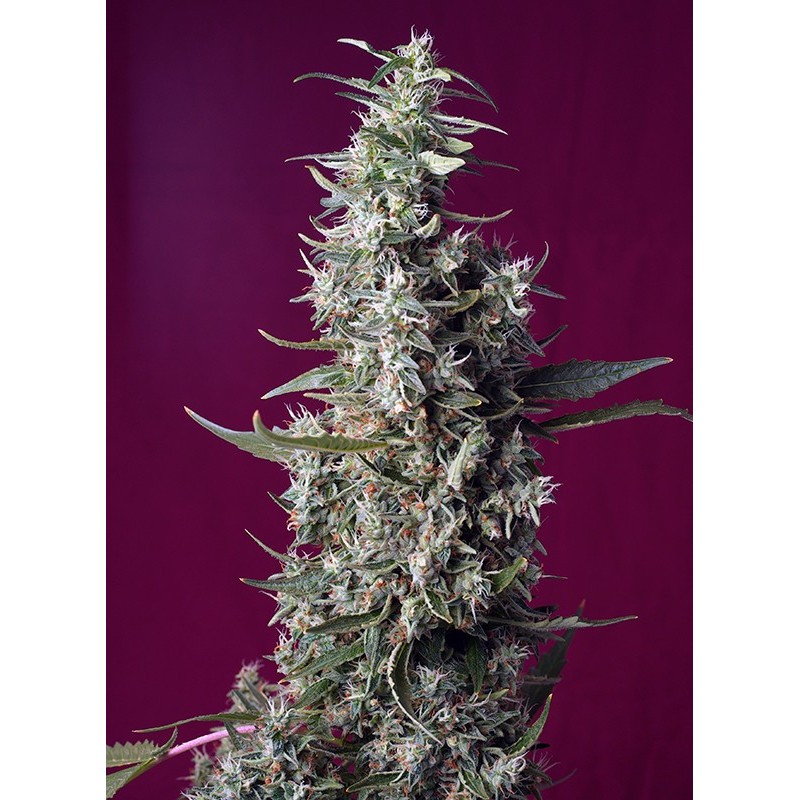 SWEET CHERRY PIE · Sweet Seeds · kenevir tohum · Disi · Fem