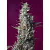 SWEET CHERRY PIE · Sweet Seeds · sementes de maconha · Fem