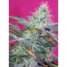 SWEET CHEESE AUTO · Sweet Seeds · sementes de maconha · AutoFem