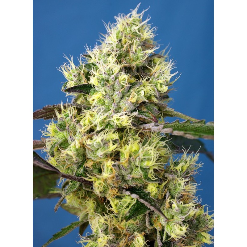 SWEET GELATO AUTO · Sweet Seeds · graines de cannabis · AutoFem