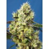 SWEET GELATO AUTO · Sweet Seeds · sementes de maconha · AutoFem