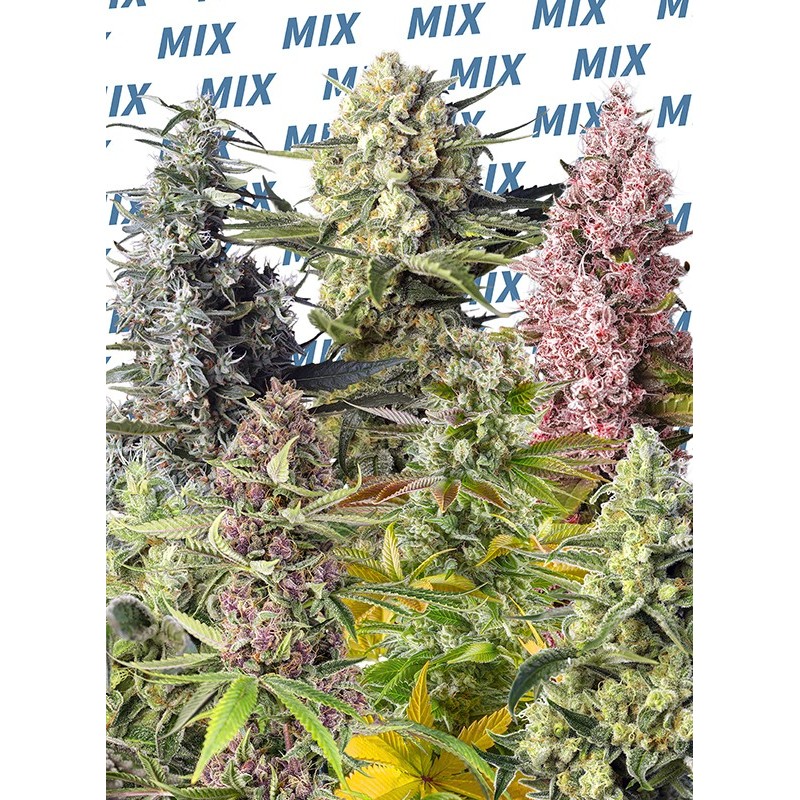 SWEET MIX FOTODEPENDIENTE · Sweet Seeds · semillas de marihuana · Fem