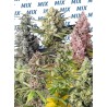 SWEET MIX FOTODEPENDIENTE · Sweet Seeds · graines de cannabis · Fem