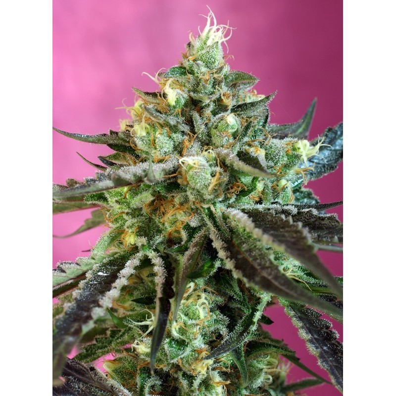 SWEET NURSE AUTO CBD · Sweet Seeds · cannabis samen · AutoFem
