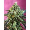 SWEET NURSE AUTO CBD · Sweet Seeds · cannabis samen · AutoFem