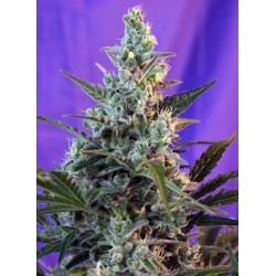SWEET SKUNK F1 FAST VERSION...