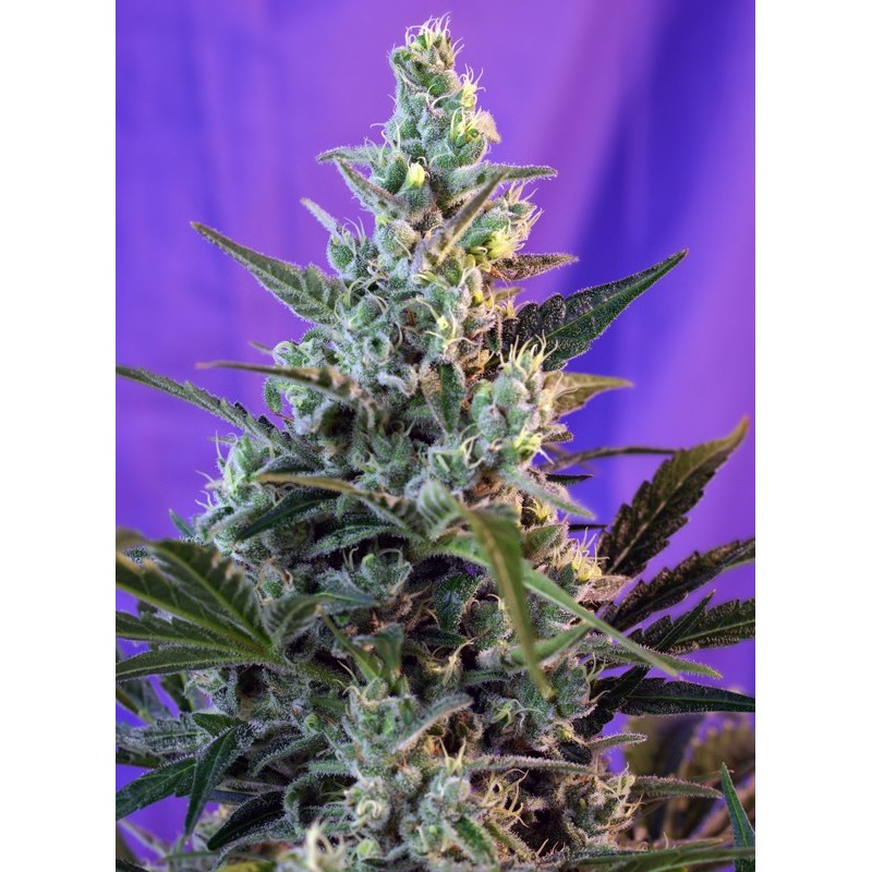 SWEET SKUNK F1 FAST VERSION · Sweet Seeds · cannabis samen · Fem
