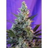 SWEET SKUNK F1 FAST VERSION · Sweet Seeds · graines de cannabis · Fem