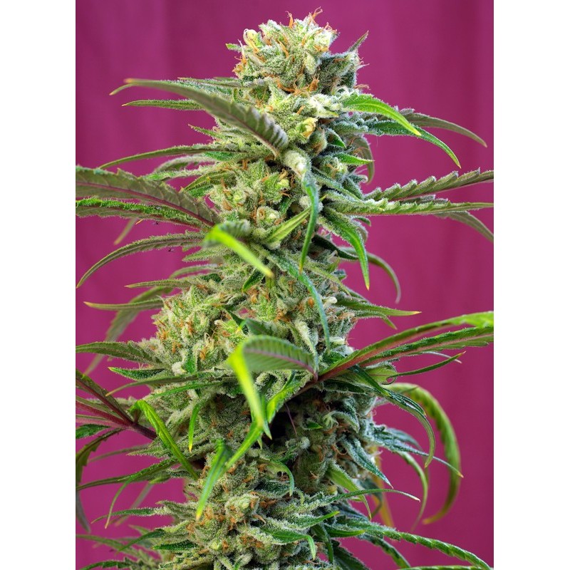 SWEET TAI · Sweet Seeds · graines de cannabis · Fem