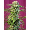 SWEET TAI · Sweet Seeds · sementes de maconha · Fem