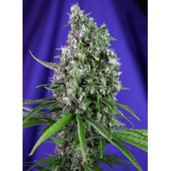SWEET TRAINWRECK AUTO ·...