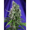 SWEET TRAINWRECK AUTO · Sweet Seeds · cannabis samen · AutoFem
