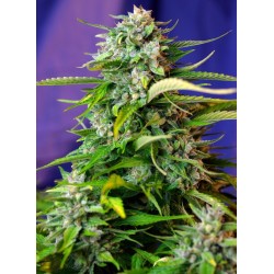 JACK 47 AUTO · Sweet Seeds...