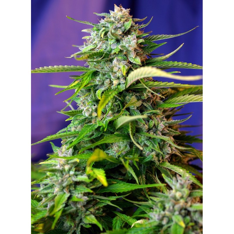 JACK 47 AUTO · Sweet Seeds · graines de cannabis · AutoFem