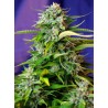 JACK 47 AUTO · Sweet Seeds · kenevir tohum · AutoFem