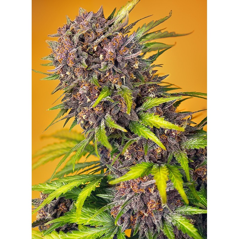 DIABLO ROJO XL AUTO · Sweet Seeds · sementes de maconha · AutoFem