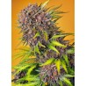 DIABLO ROJO XL AUTO · Sweet Seeds · sementes de maconha · AutoFem