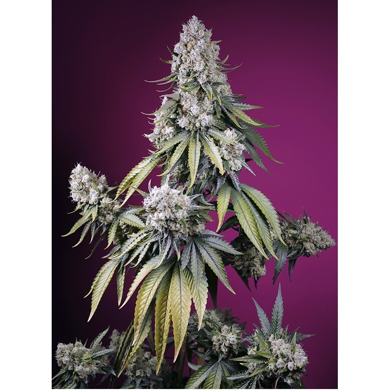 JEALOUSY Z XL AUTO · Sweet Seeds · graines de cannabis · AutoFem