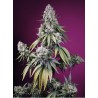 JEALOUSY Z XL AUTO · Sweet Seeds · sementes de maconha · AutoFem
