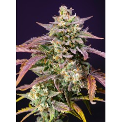 PURPLE PUNCH OG XL AUTO ·...