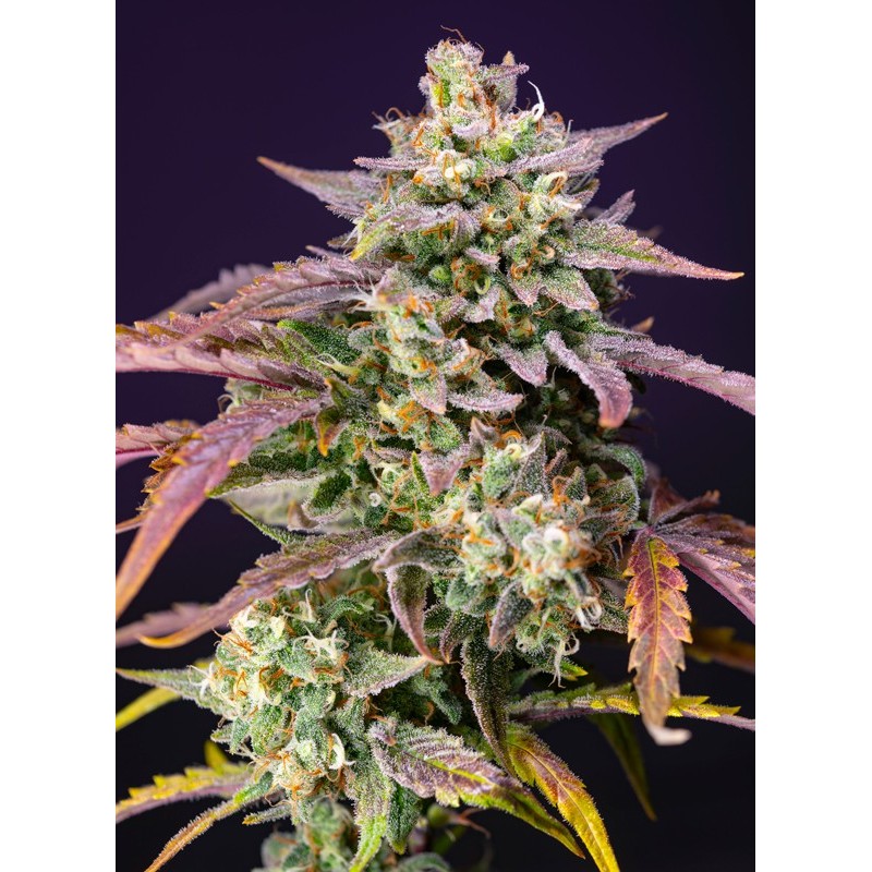 PURPLE PUNCH OG XL AUTO · Sweet Seeds · semillas de marihuana · AutoFem