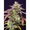 PURPLE PUNCH OG XL AUTO · Sweet Seeds · semillas de marihuana · AutoFem