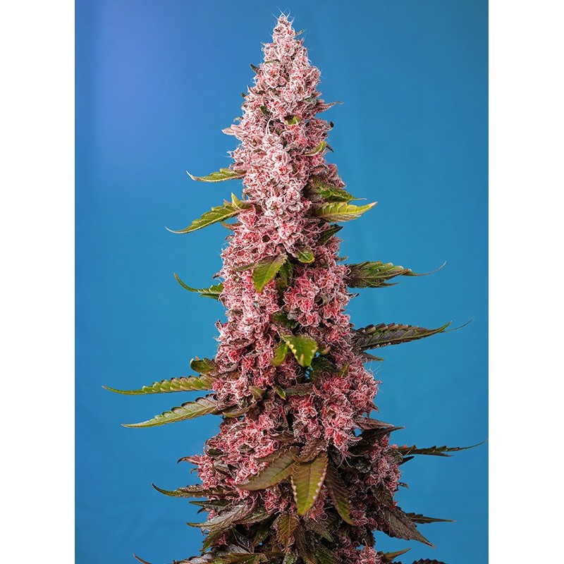 RED HOT COOKIES · Sweet Seeds · kenevir tohum · Disi · Fem
