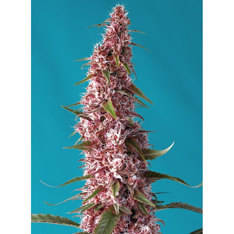 RED PURE AUTO CBD · Sweet Seeds · kenevir tohum · AutoFem