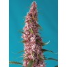 RED PURE AUTO CBD · Sweet Seeds · kenevir tohum · AutoFem