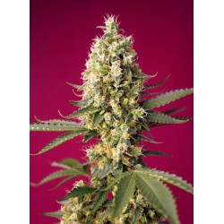 SKYWALKER OG RUNTZ XL AUTO...