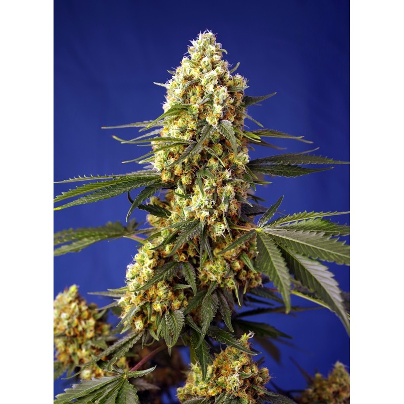 STRAWBERRY BANANA GELATO XL AUTO · Sweet Seeds · kenevir tohum · AutoFem
