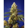 STRAWBERRY BANANA GELATO XL AUTO · Sweet Seeds · semillas de marihuana · AutoFem