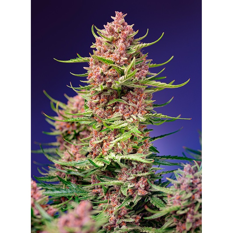 STRAWBERRY COLA SHERBET F1 FAST VERSION · Sweet Seeds · kenevir tohum · Disi · Fem