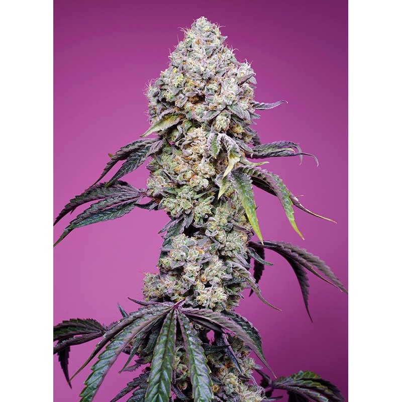 SWEET MANDARINE ZKITTLEZ F1 FAST VERSION · Sweet Seeds · sementes de maconha · Fem