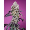 SWEET MANDARINE ZKITTLEZ F1 FAST VERSION · Sweet Seeds · graines de cannabis · Fem