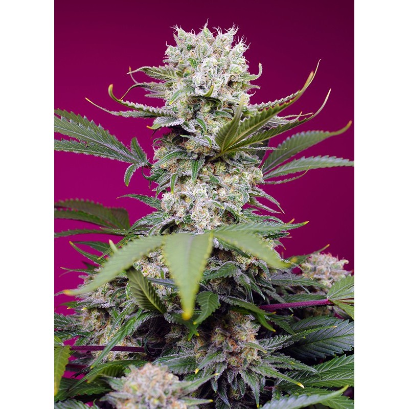 SWEET MANDARINE ZKITTLEZ XL AUTO · Sweet Seeds · kenevir tohum · AutoFem